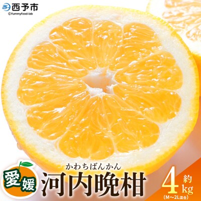 <愛媛県産 河内晩柑 約4kgM～2L> 農園オレンジとムラサキ 愛媛