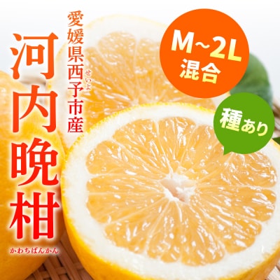 <愛媛県産 河内晩柑 約8kg>柑橘 みかん オレンジとムラサキ 愛媛