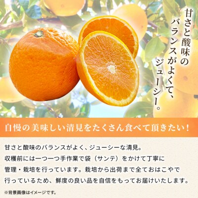 【先行受付】おはこやがつくる　清見　約3kg果物 フルーツ 柑橘