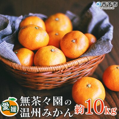 【先行受付】 <無茶々園 温州みかん 約10kg>無茶々園 みかん 愛媛 えひめ