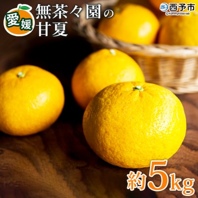  <無茶々園の甘夏 約5kg> 果物 あまなつ みかん ミカン 蜜柑 柑橘 フルーツ 期間限定