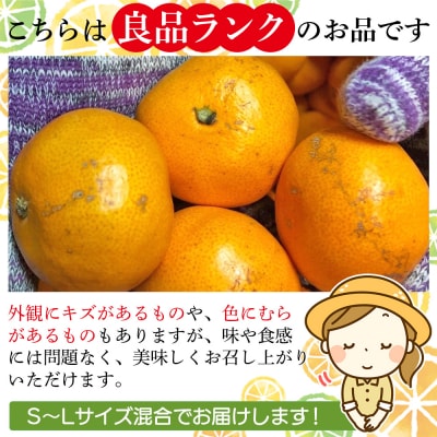 <木下さんちのみかん 良品 約3kg柑橘類 温州みかん 愛媛 木下農園>