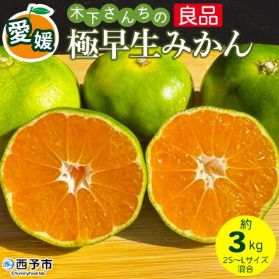 <木下さんちの極早生みかん 良品 約3kg 木下農園 愛媛 えひめ みかん>