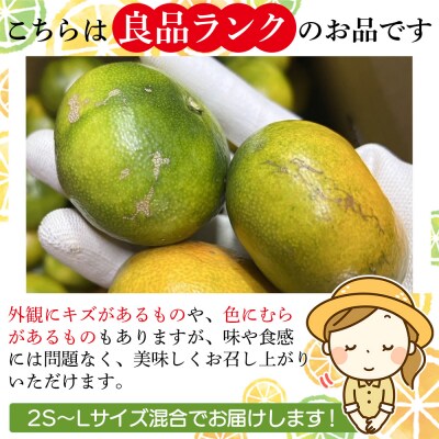 <木下さんちの極早生みかん 良品 約5kg 木下農園 愛媛 えひめ みかん>