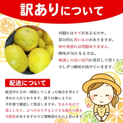 <木下さんちのニューサマーオレンジ 約3kg 訳アリ 愛媛 えひめ 木下農園>