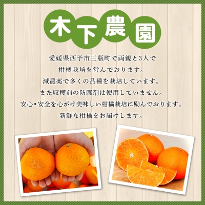 <木下さんちのニューサマーオレンジ 約3kg 訳アリ 愛媛 えひめ 木下農園>
