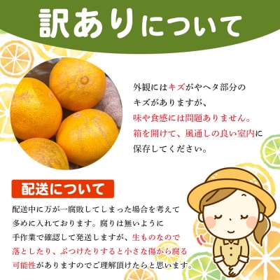 紅まどんなと同品種!<木下さんちのまどんな 訳あり 約2.5kg>愛媛 えひめ