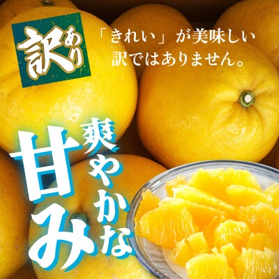 <【訳あり】愛媛県産 河内晩柑 約8kg 三代目みかん職人 愛媛 えひめ>