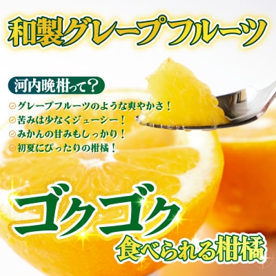 <【訳あり】愛媛県産 河内晩柑 約5kg 三代目みかん職人 愛媛 えひめ>