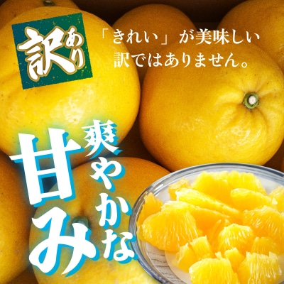 <【訳あり】愛媛県産 河内晩柑 約5kg 三代目みかん職人 愛媛 えひめ>