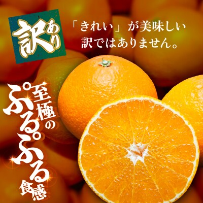 <【訳あり】愛媛県産 頂まどんな 約1.5kg  高級柑橘 三代目みかん職人>愛媛 えひめ