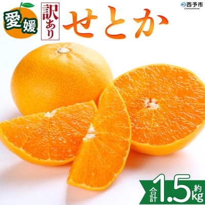 <【訳あり】愛媛県産 せとか 約1.5kg ミカン 高級柑橘 三代目みかん職人>