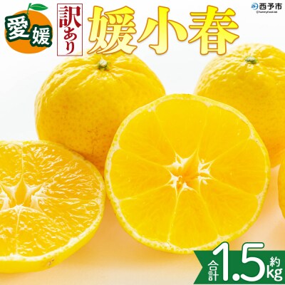 <【訳あり】愛媛県産 媛小春 約1.5kg 高級柑橘 三代目みかん職人>