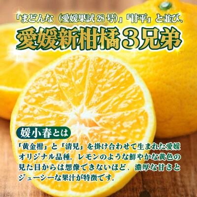 <【訳あり】愛媛県産 媛小春 約3kg 高級柑橘 三代目みかん職人>愛媛