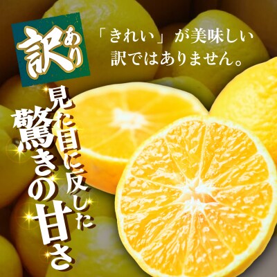 <【訳あり】愛媛県産 媛小春 約3kg 高級柑橘 三代目みかん職人>愛媛