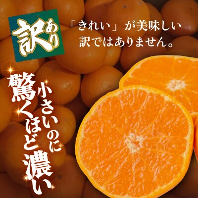 <【訳あり】愛媛県産 小玉みかん 約5kg 小さい こだま 愛媛 えひめ >