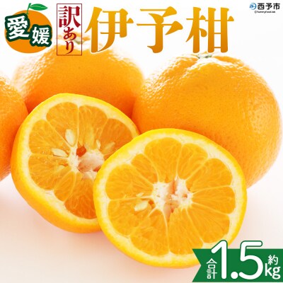 <【訳あり】愛媛県産 伊予柑 約1.5kg 三代目みかん職人 >果物 えひめ