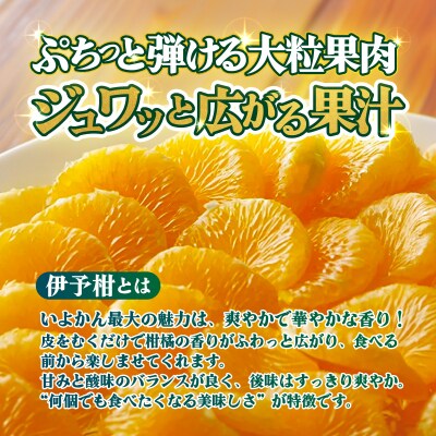 <【訳あり】愛媛県産 伊予柑 約1.5kg 三代目みかん職人 >果物 えひめ