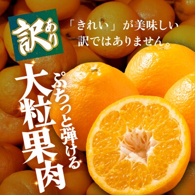 <【訳あり】愛媛県産 伊予柑 約1.5kg 三代目みかん職人 >果物 えひめ