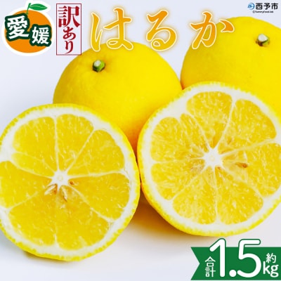 <【訳あり】愛媛県産 はるか 約1.5kg 蜜柑 訳あり 果物 三代目みかん職人>愛媛