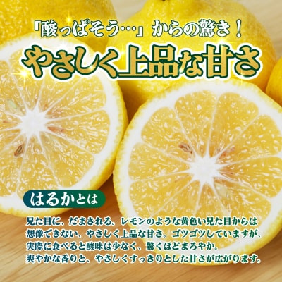 <【訳あり】愛媛県産 はるか 約1.5kg 蜜柑 訳あり 果物 三代目みかん職人>愛媛