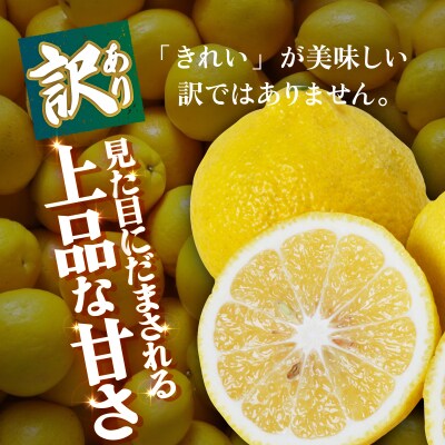<【訳あり】愛媛県産 はるか 約1.5kg 蜜柑 訳あり 果物 三代目みかん職人>愛媛