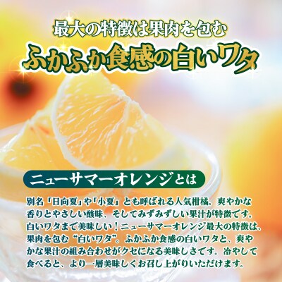 <【訳あり】愛媛県産 ニューサマーオレンジ 約1.5kg 三代目みかん職人>えひめ