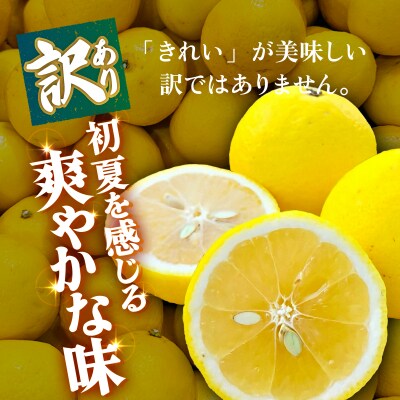 <【訳あり】愛媛県産 ニューサマーオレンジ 約1.5kg 三代目みかん職人>えひめ