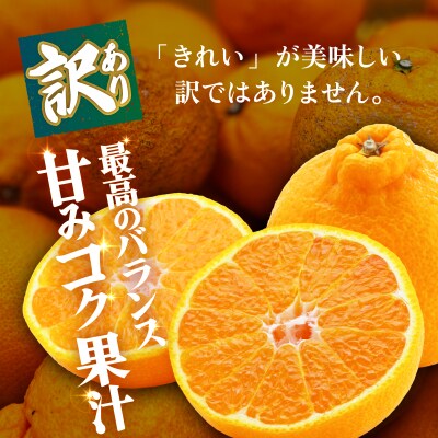 <【訳あり】愛媛県産 デコ 約1.5kg 三代目みかん職人>えひめ 愛媛 柑橘
