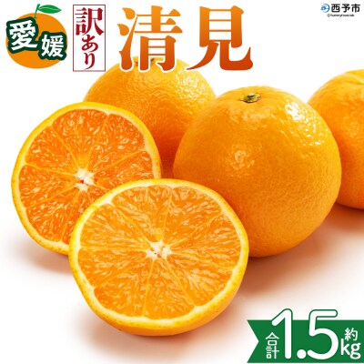 <【訳あり】愛媛県産 清見 約1.5kg 三代目みかん職人>えひめ きよみ