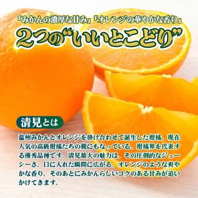 <【訳あり】愛媛県産 清見 約1.5kg 三代目みかん職人>えひめ きよみ