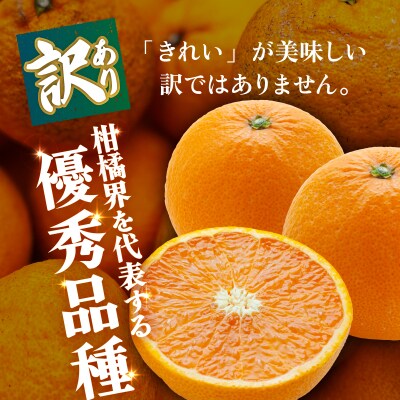 <【訳あり】愛媛県産 清見 約1.5kg 三代目みかん職人>えひめ きよみ