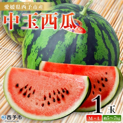 スイカ <愛媛県西予市産 中玉西瓜 1玉> 果物 くだもの 果肉 フルーツ 西瓜 すいか 中玉 