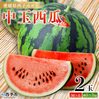 スイカ <愛媛県西予市産 中玉西瓜 2玉> 果物 くだもの 果肉 フルーツ