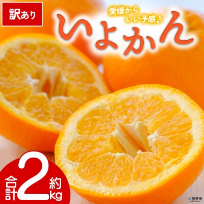 【先行受付】<訳あり 愛媛県産 いよかん 約2kg>ミヤモトオレンジガーデン えひめ