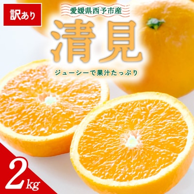 【先行受付】<訳あり 愛媛県産 清見 合計約2kg> 愛媛 ミヤモトオレンジガーデン