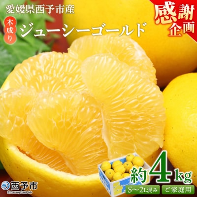 <木成り ジューシーゴールド(河内晩柑)ご家庭用 約4kg>訳ありかわちばんかん みかん