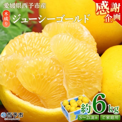 <木成り ジューシーゴールド(河内晩柑)ご家庭用 約6kg>訳ありかわちばんかん みかん