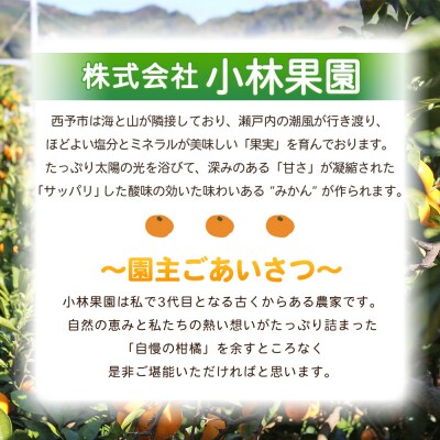 Michill 3品種 175ml×計12本『最短10営業日以内に発送予定』愛媛県産 西宇和