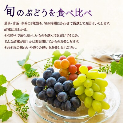 <大粒ぶどう3色詰め合わせ 約2kg(約4～6房)>  シャインマスカット フルーツ ブドウ