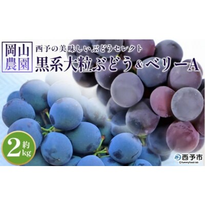 <西予の美味しいぶどう セレクトセット/黒系大粒ぶどう&ベリーA 約2kg(岡山農園)>