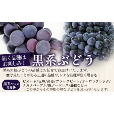 <西予の美味しいぶどう セレクトセット/黒系大粒ぶどう&ベリーA 約2kg(岡山農園)>