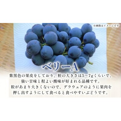 <西予の美味しいぶどう セレクトセット/黒系大粒ぶどう&ベリーA 約2kg(岡山農園)>