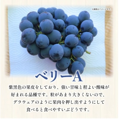 <黒系大粒ぶどう&ベリーAセット 約2kg>果物 くだものフルーツ 葡萄
