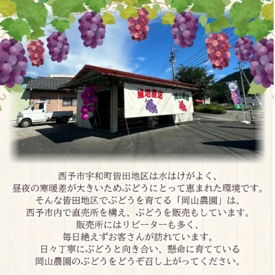 <黒系大粒ぶどう&ベリーAセット 約2kg>果物 くだものフルーツ 葡萄
