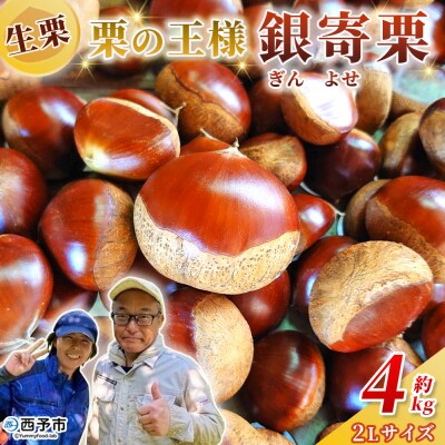 <栗の王様 銀寄栗(生栗)2L4kg　銀寄 ぎんよせ 甘い 生栗 和栗>国産 くり 果物