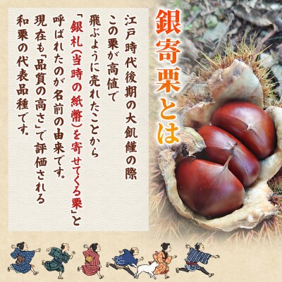 <栗の王様 銀寄栗(生栗)2L4kg　銀寄 ぎんよせ 甘い 生栗 和栗>国産 くり 果物