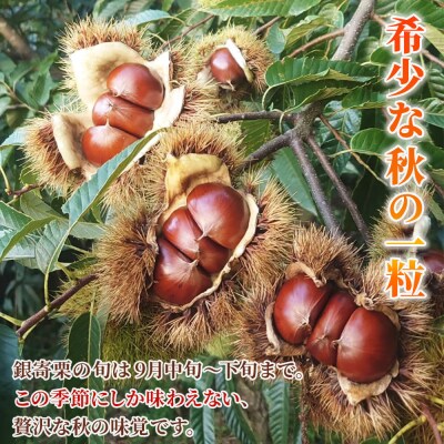 <栗の王様 銀寄栗(生栗)2L4kg　銀寄 ぎんよせ 甘い 生栗 和栗>国産 くり 果物