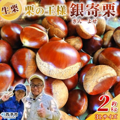<栗の王様 銀寄栗(生栗)3L2kg　銀寄 ぎんよせ 甘い 生栗 和栗>国産 くり 果物