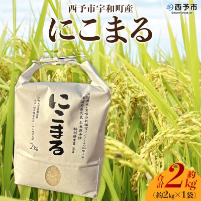 <令和7年産 西予市宇和町産 にこまる 約2kg> お米 コメ 白米 精米